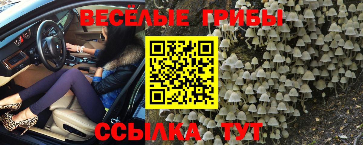 Псилоцибиновые грибы Psilocybe Котовск